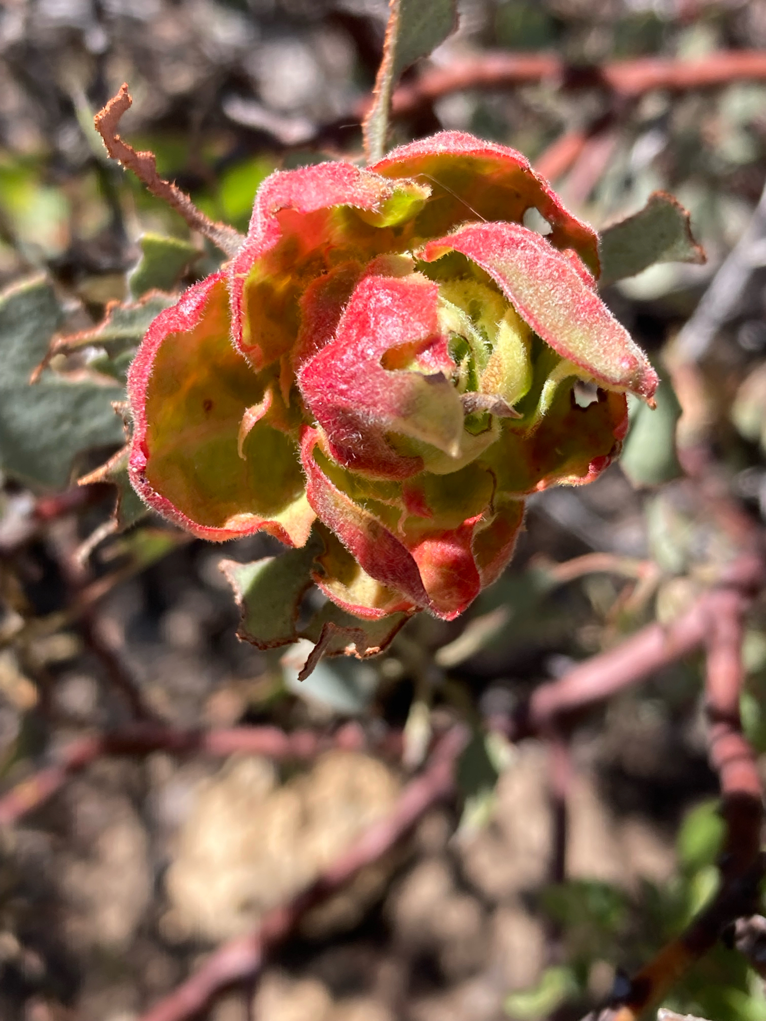 Gall image