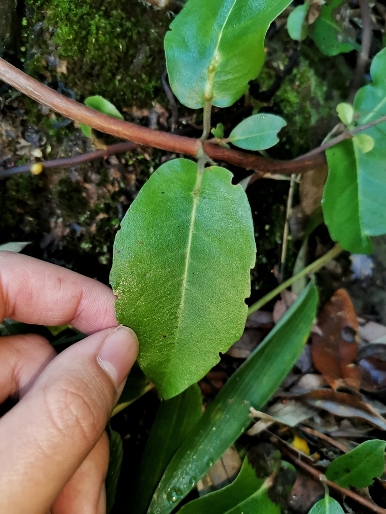 Gall image