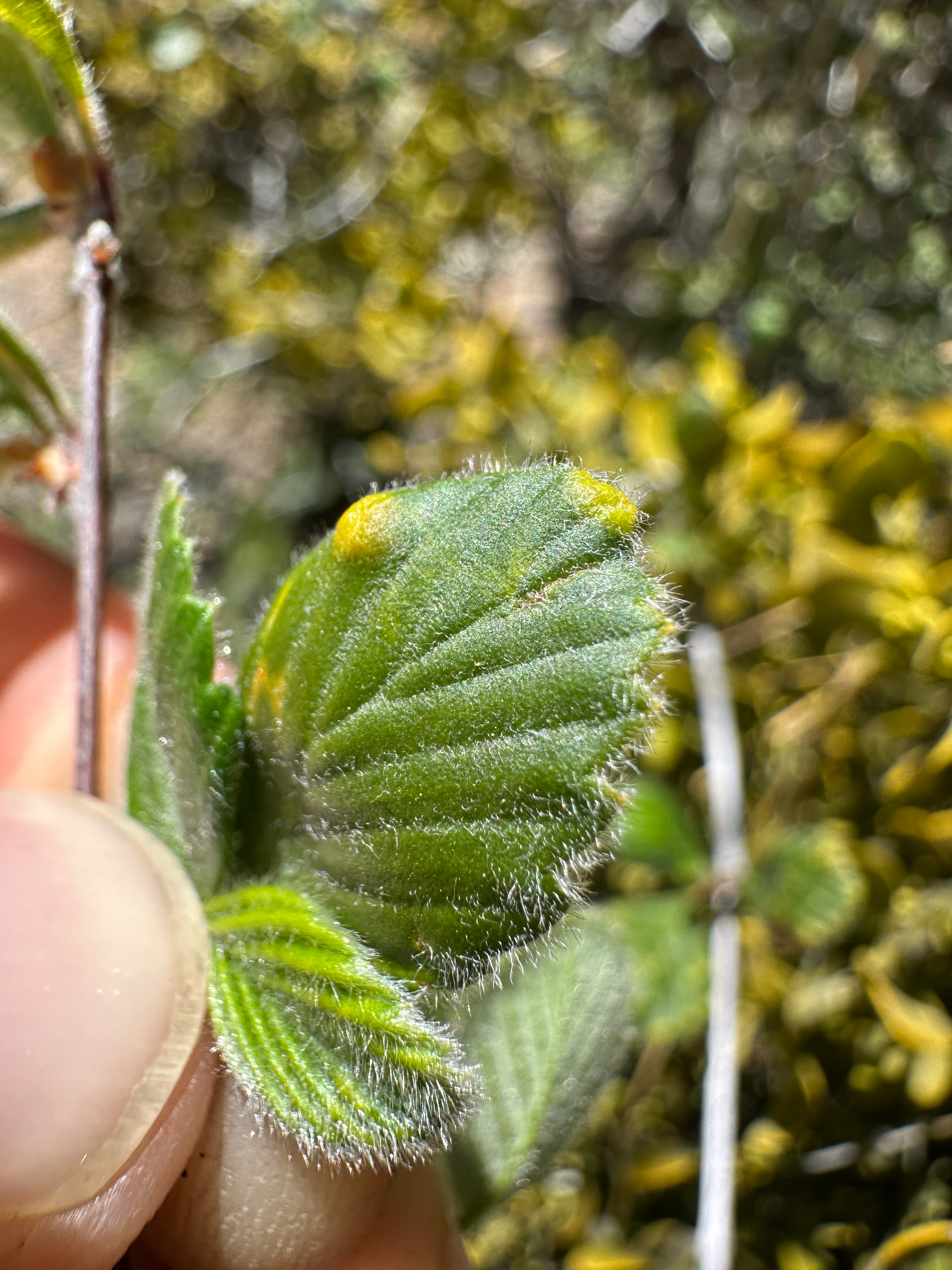 Gall image
