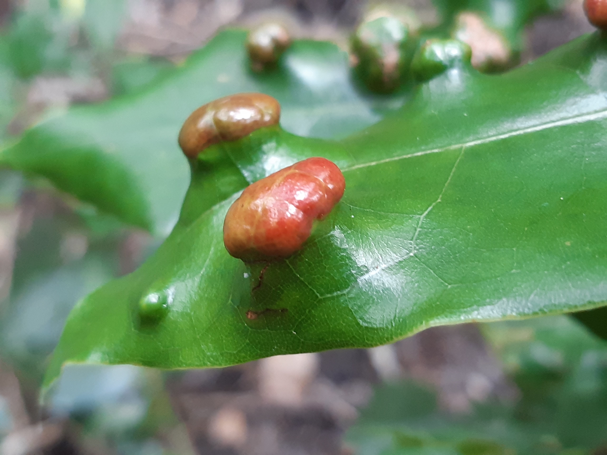 Gall image
