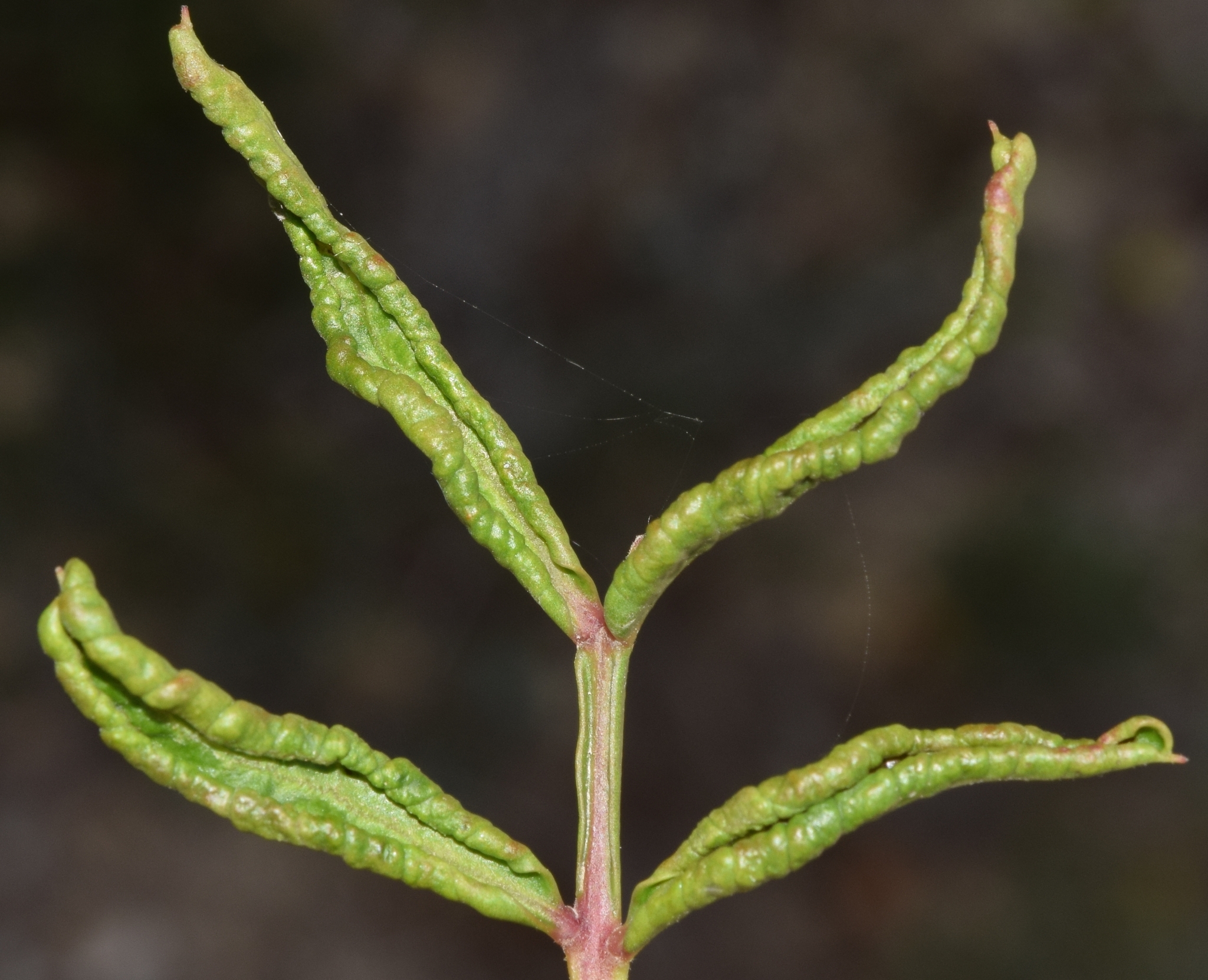 Gall image