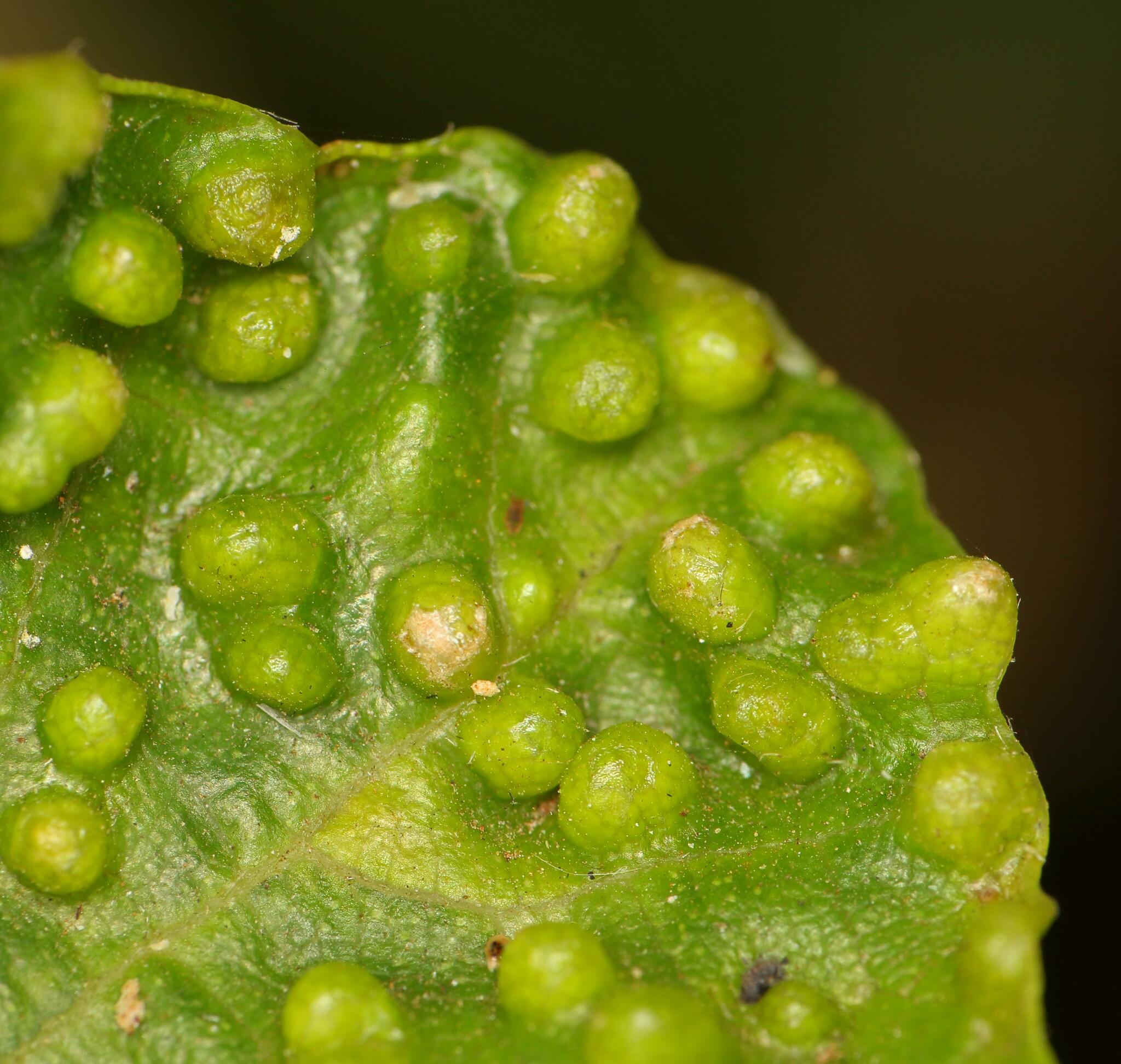Gall image