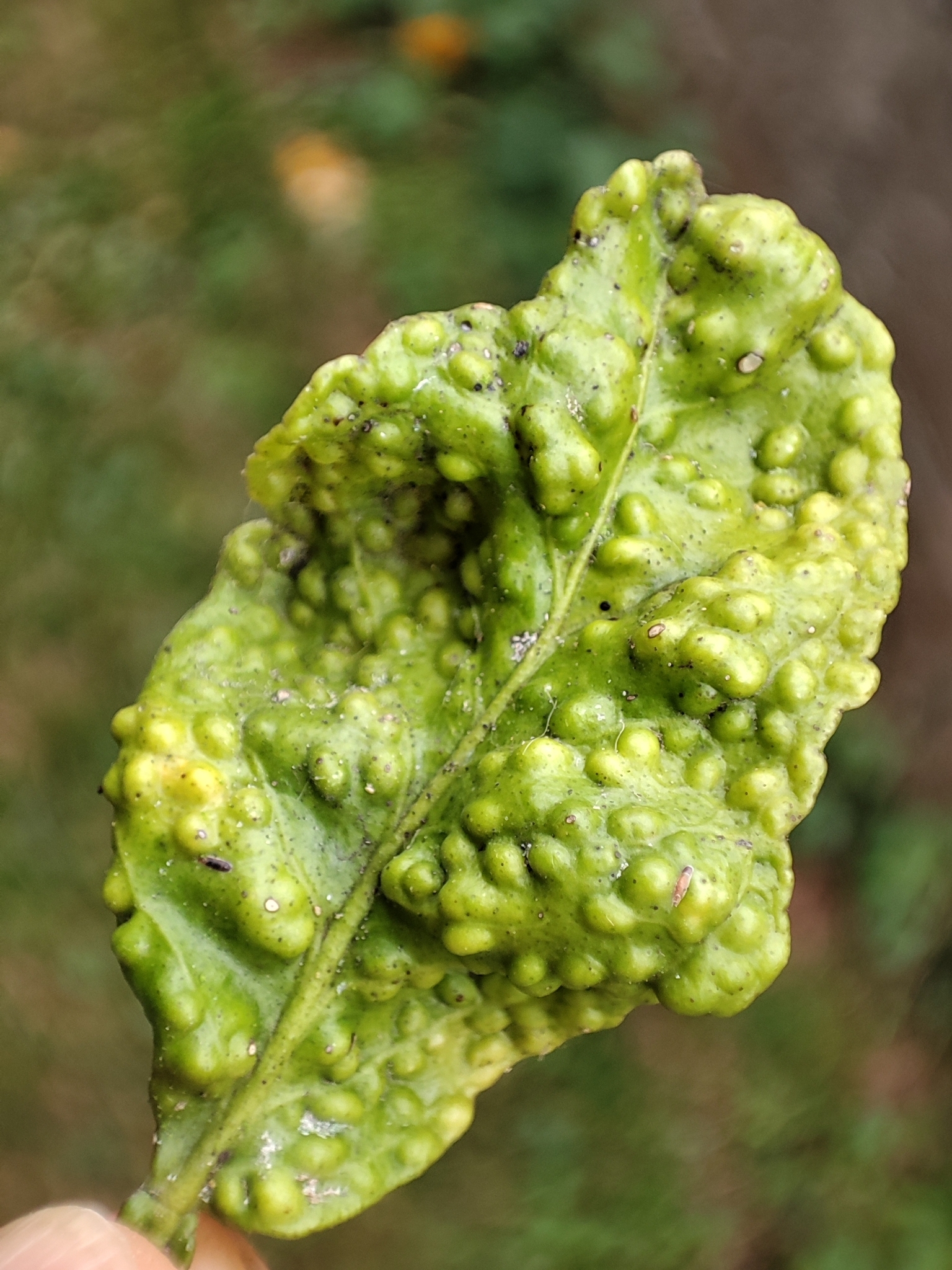 Gall image