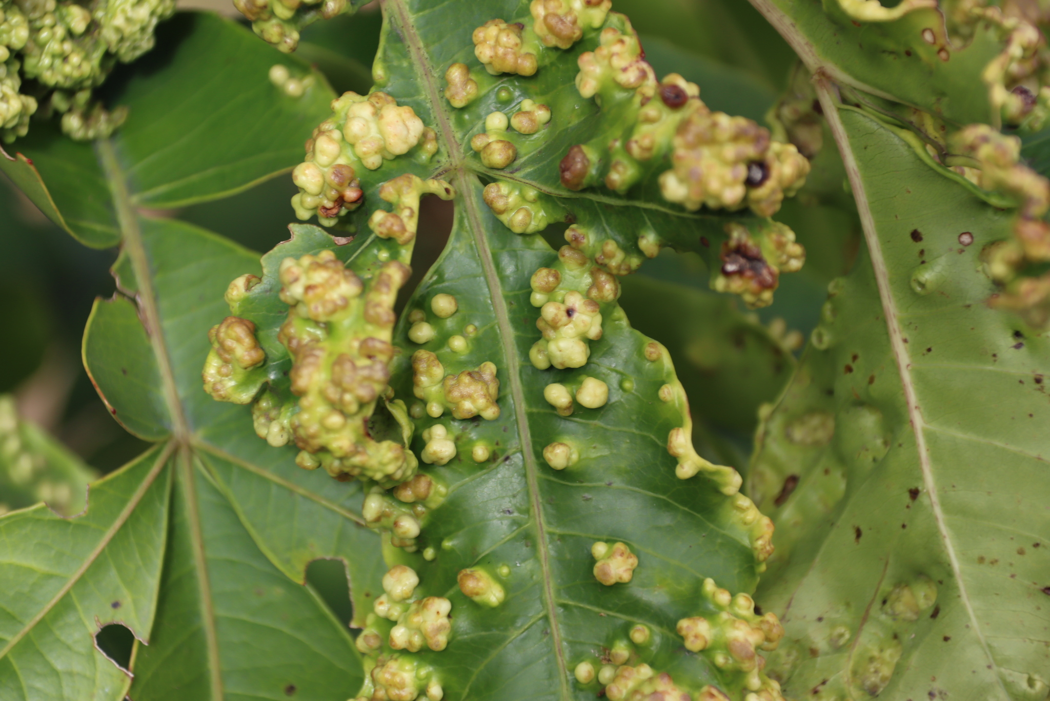 Gall image