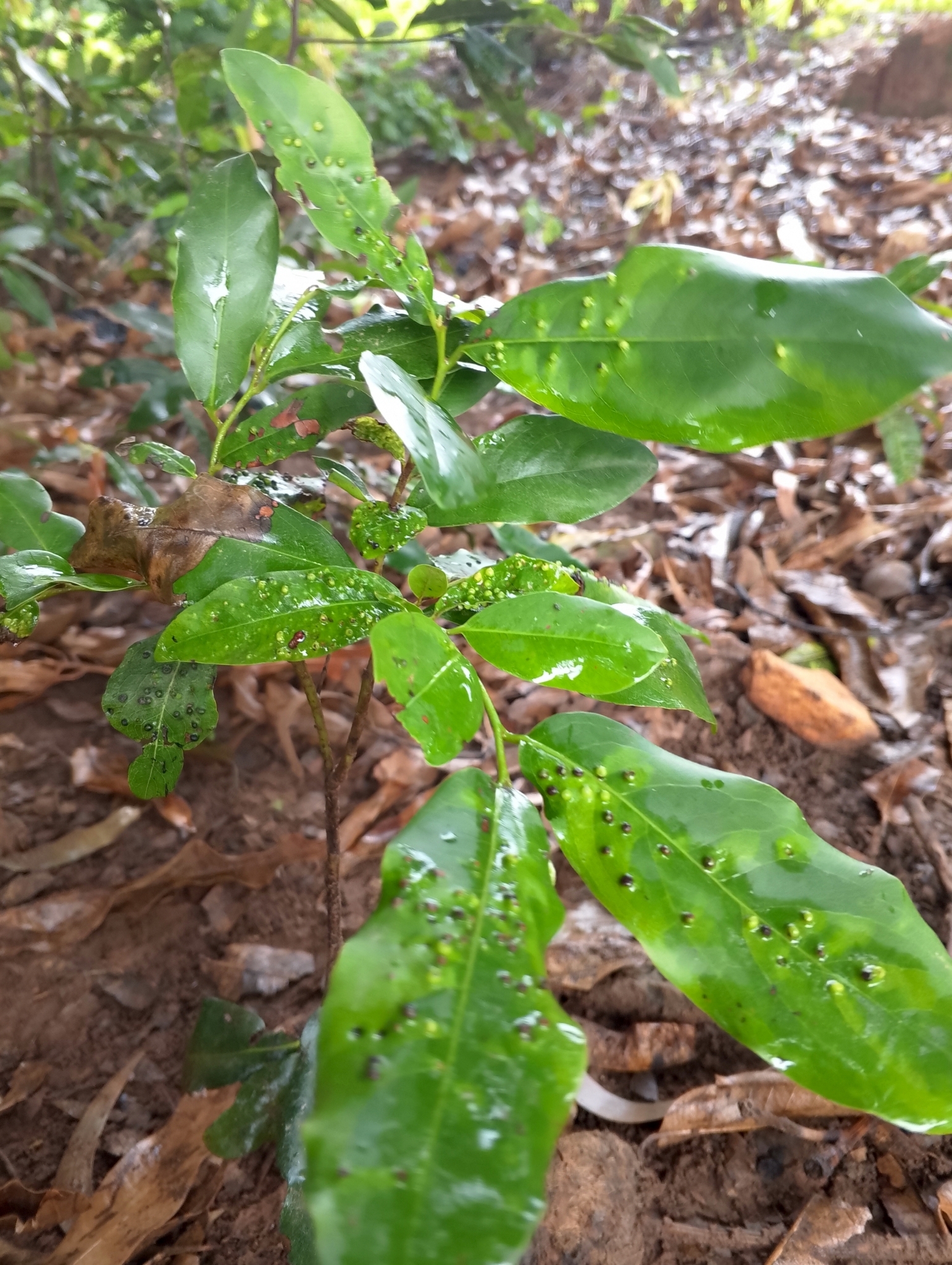 Gall image