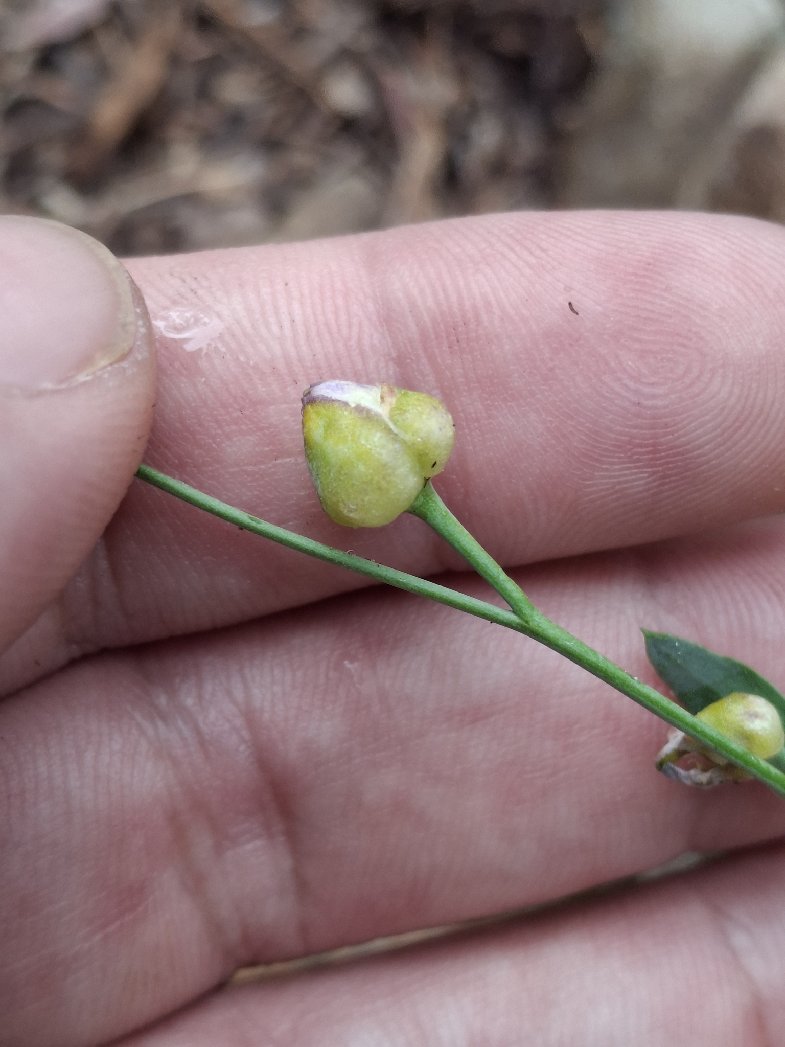 Gall image