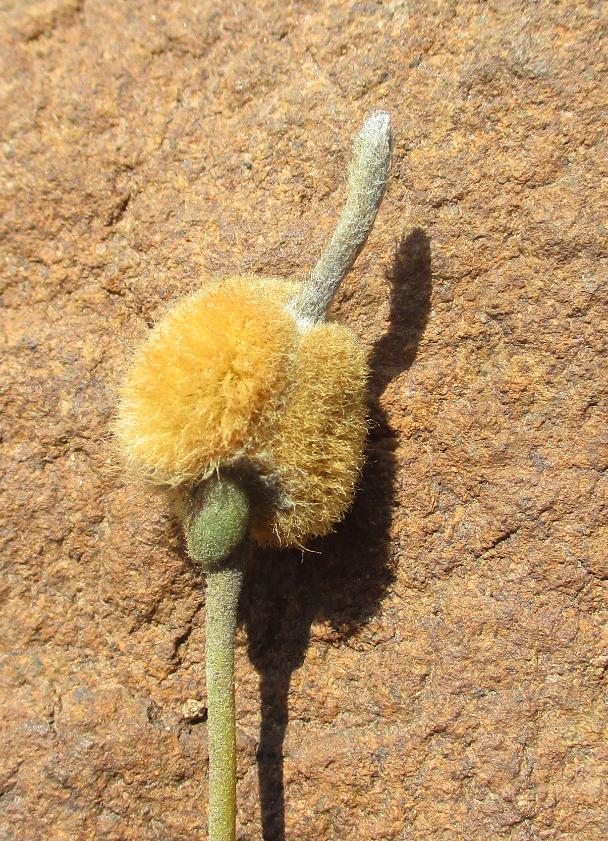 Gall image