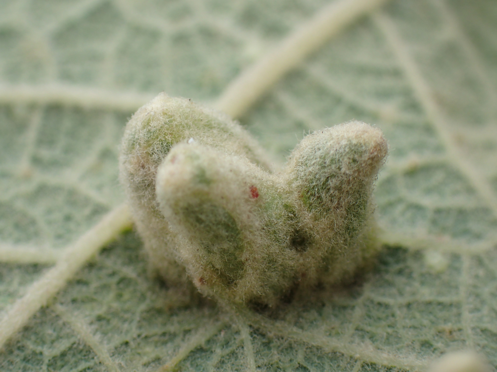 Gall image