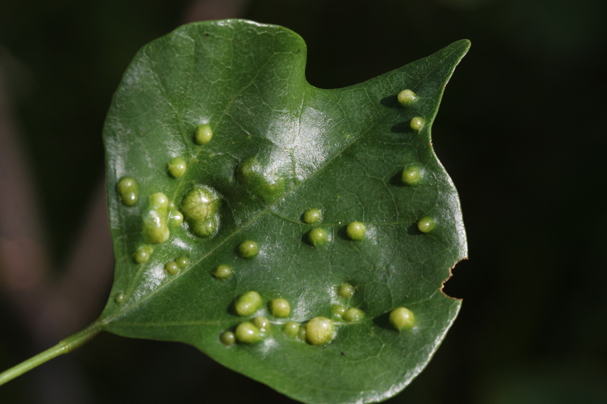 Gall image