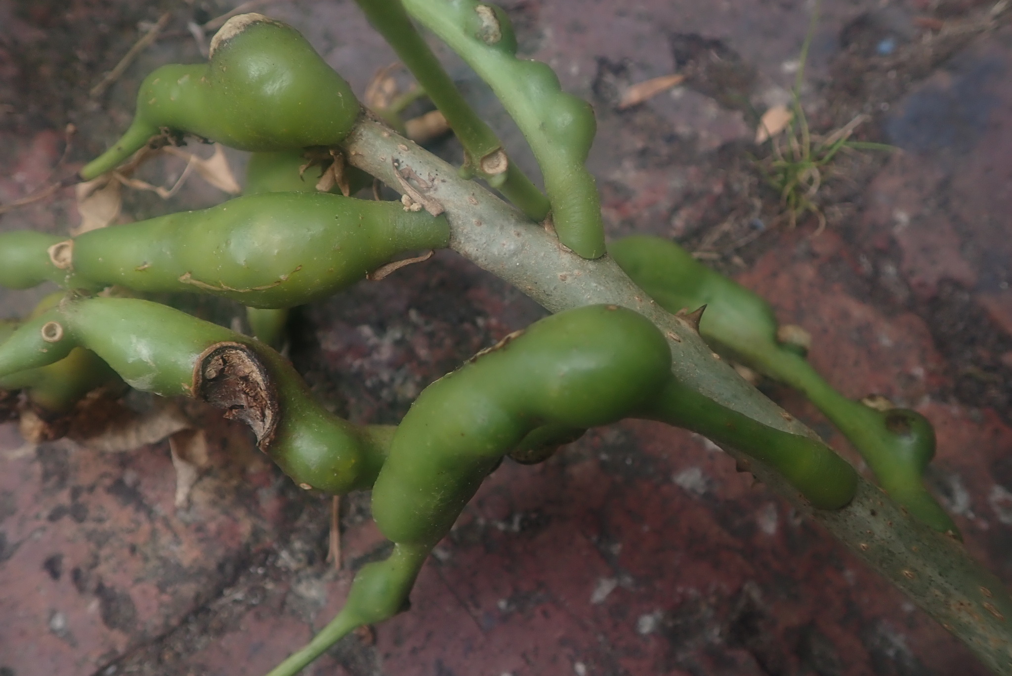 Gall image