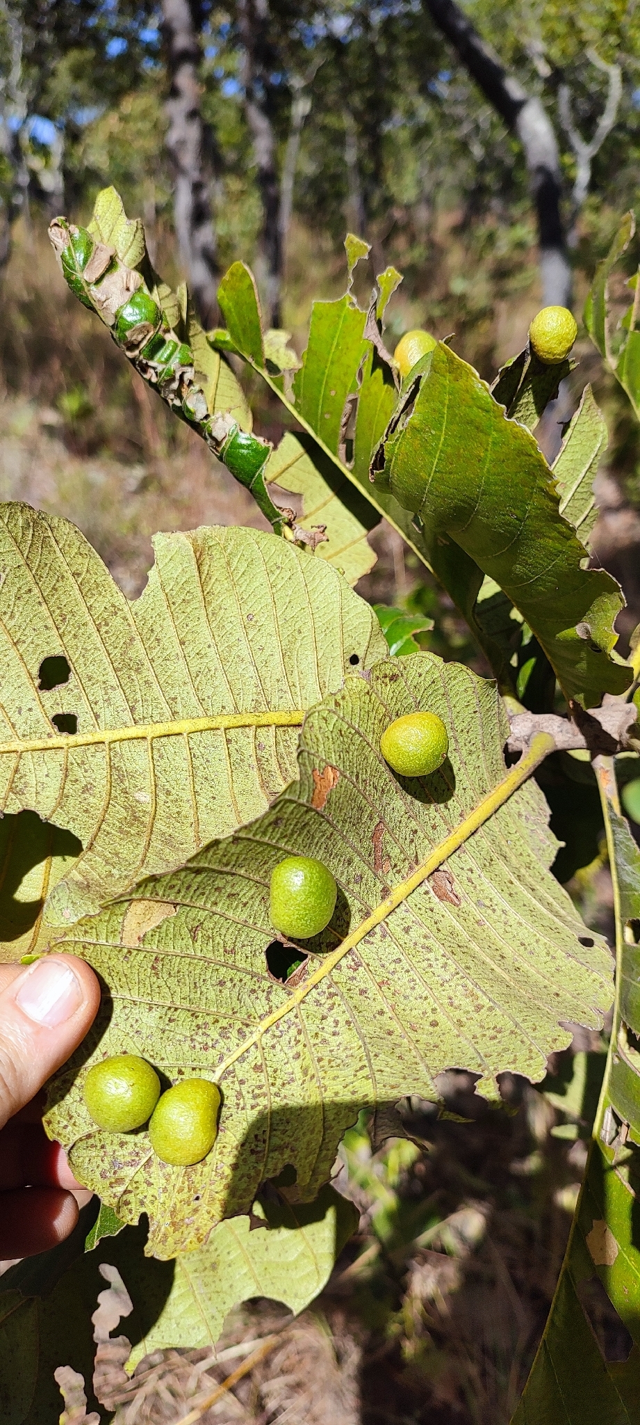 Gall image