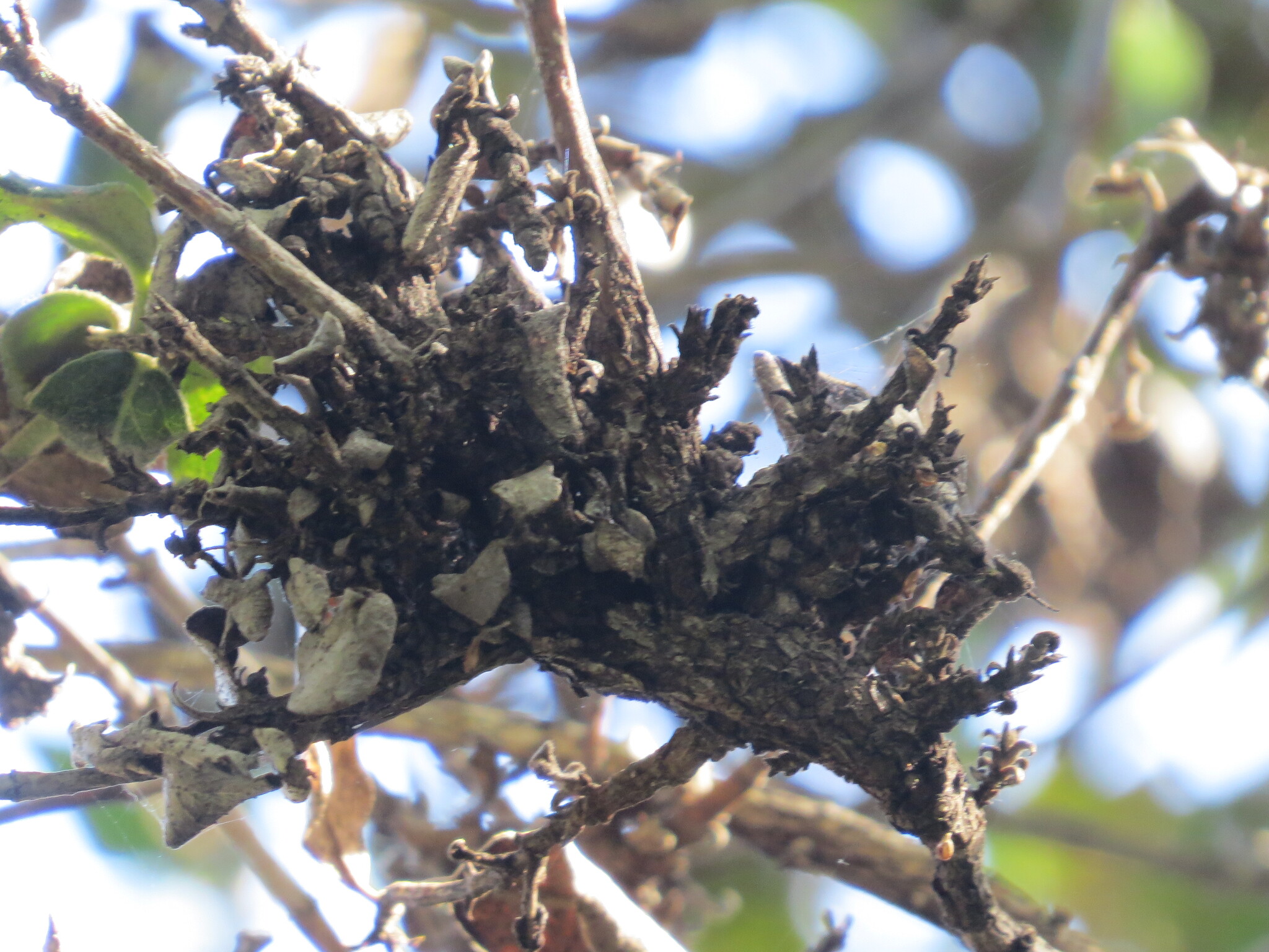 Gall image