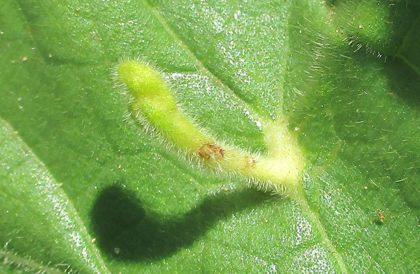 Gall image