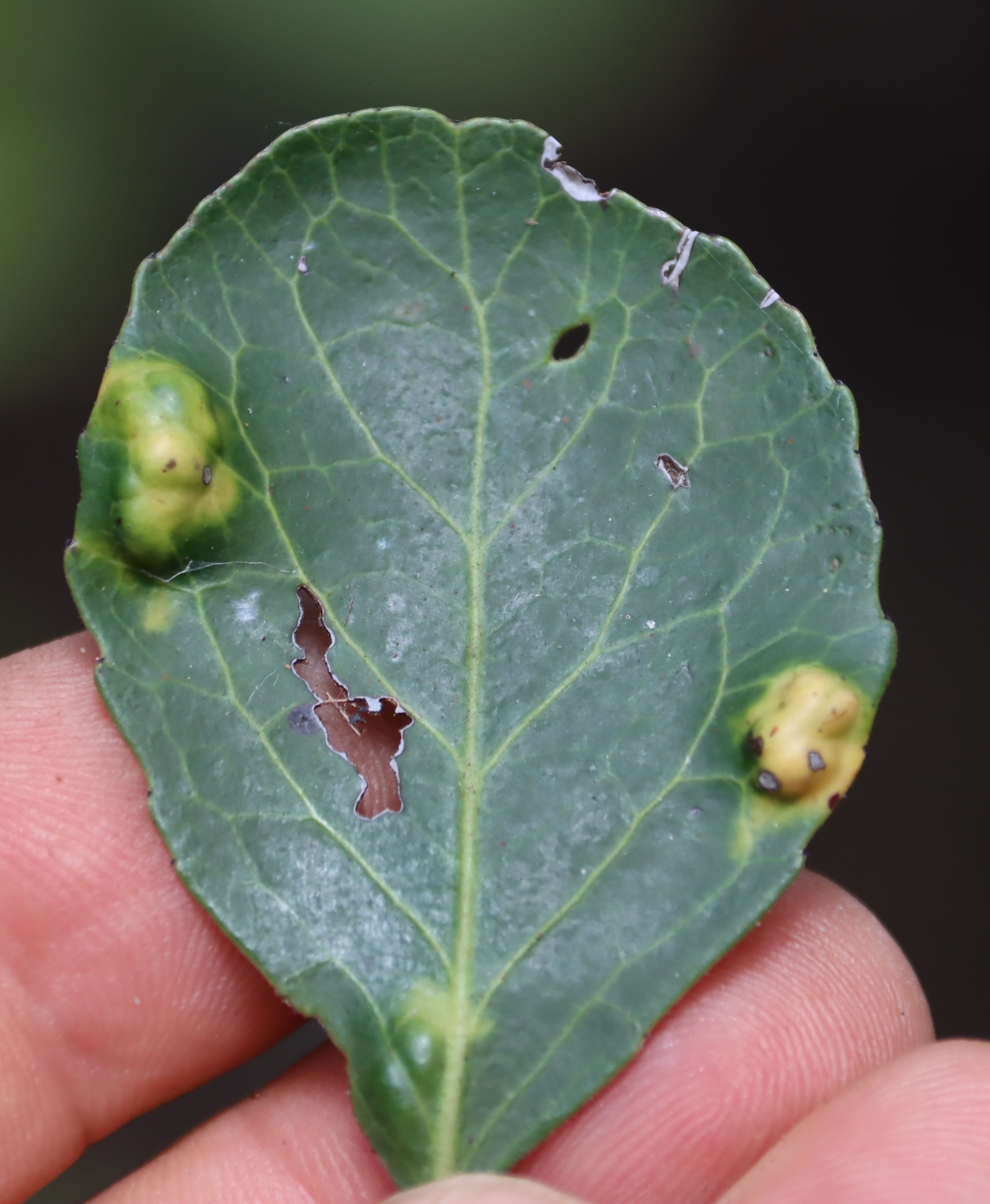Gall image