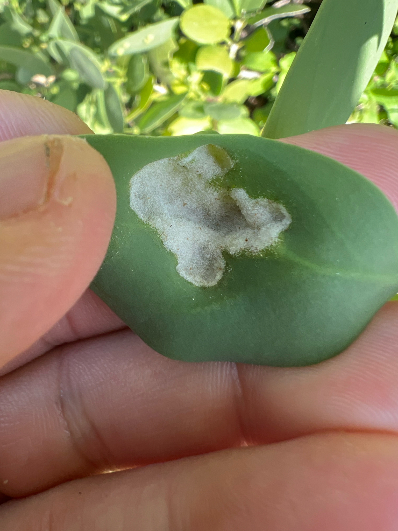 Gall image