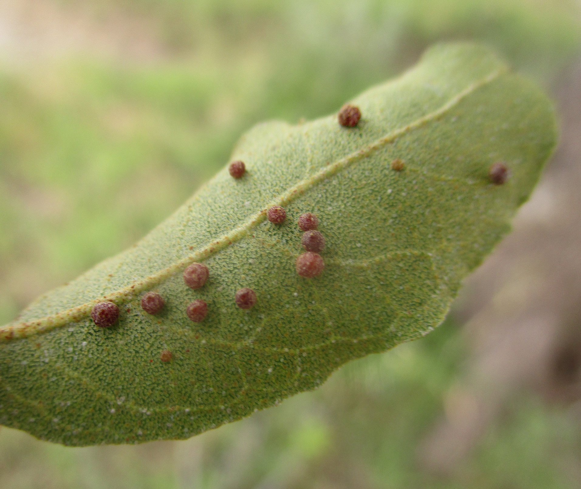 Gall image