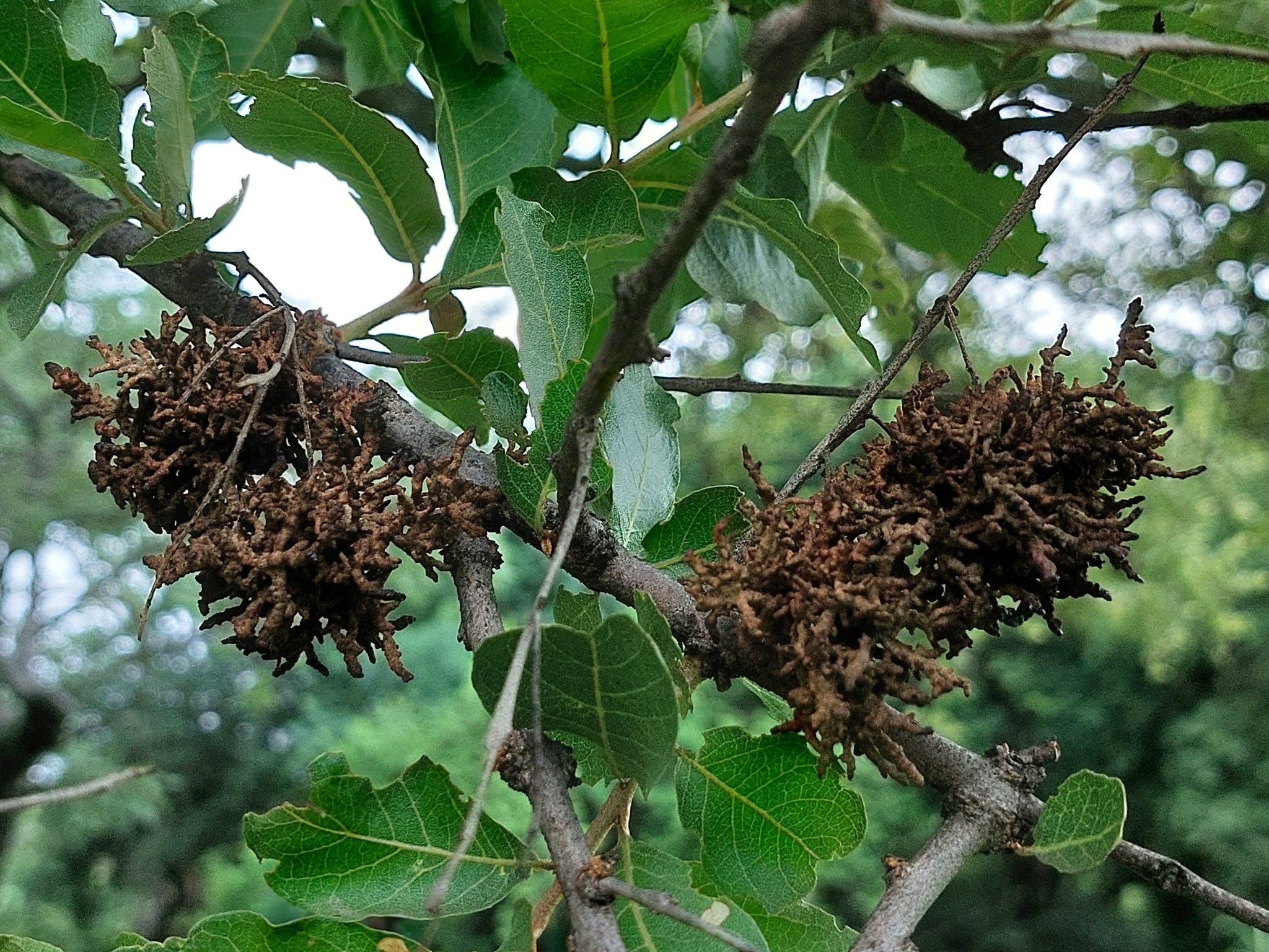 Gall image