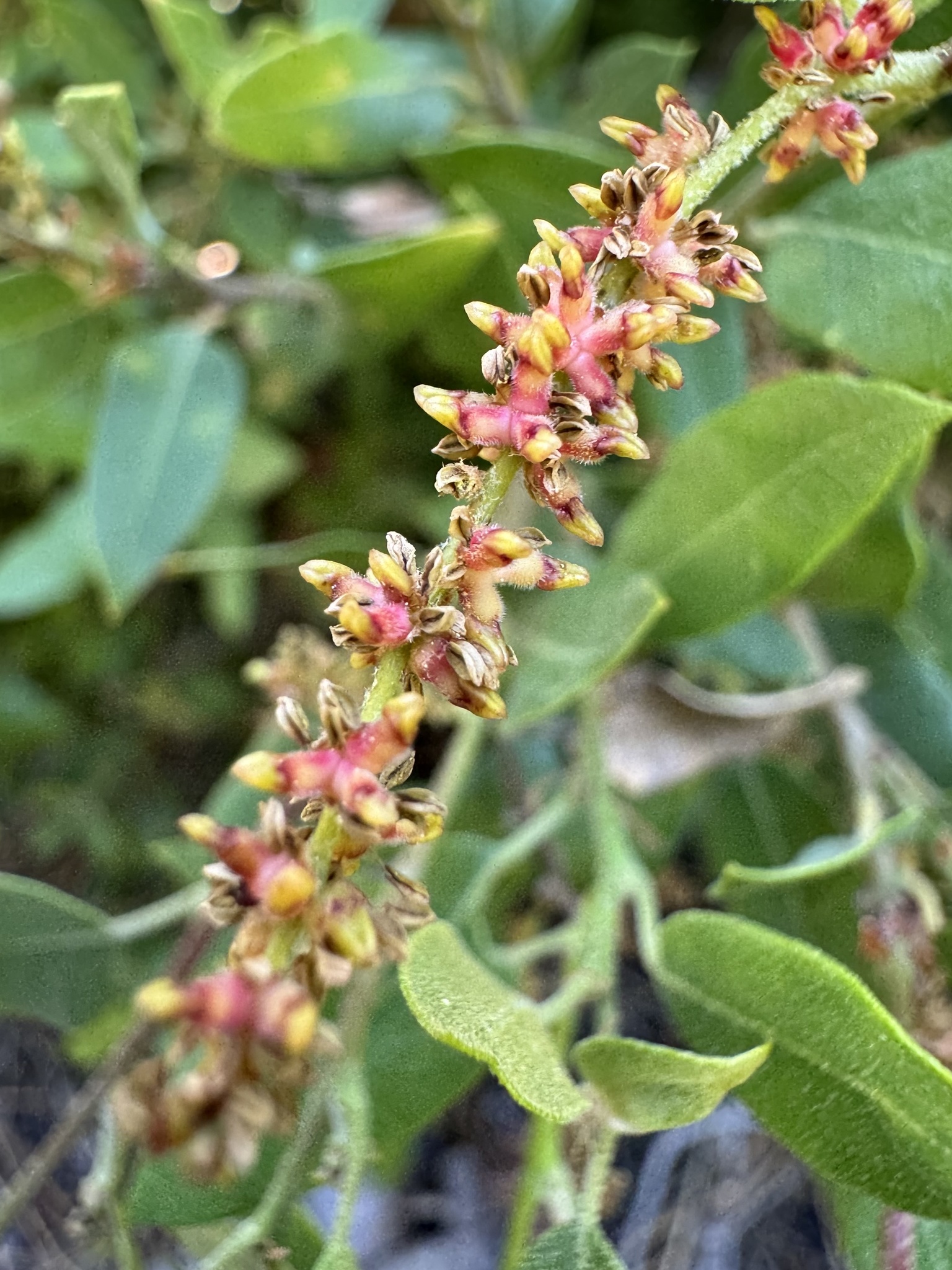 Gall image