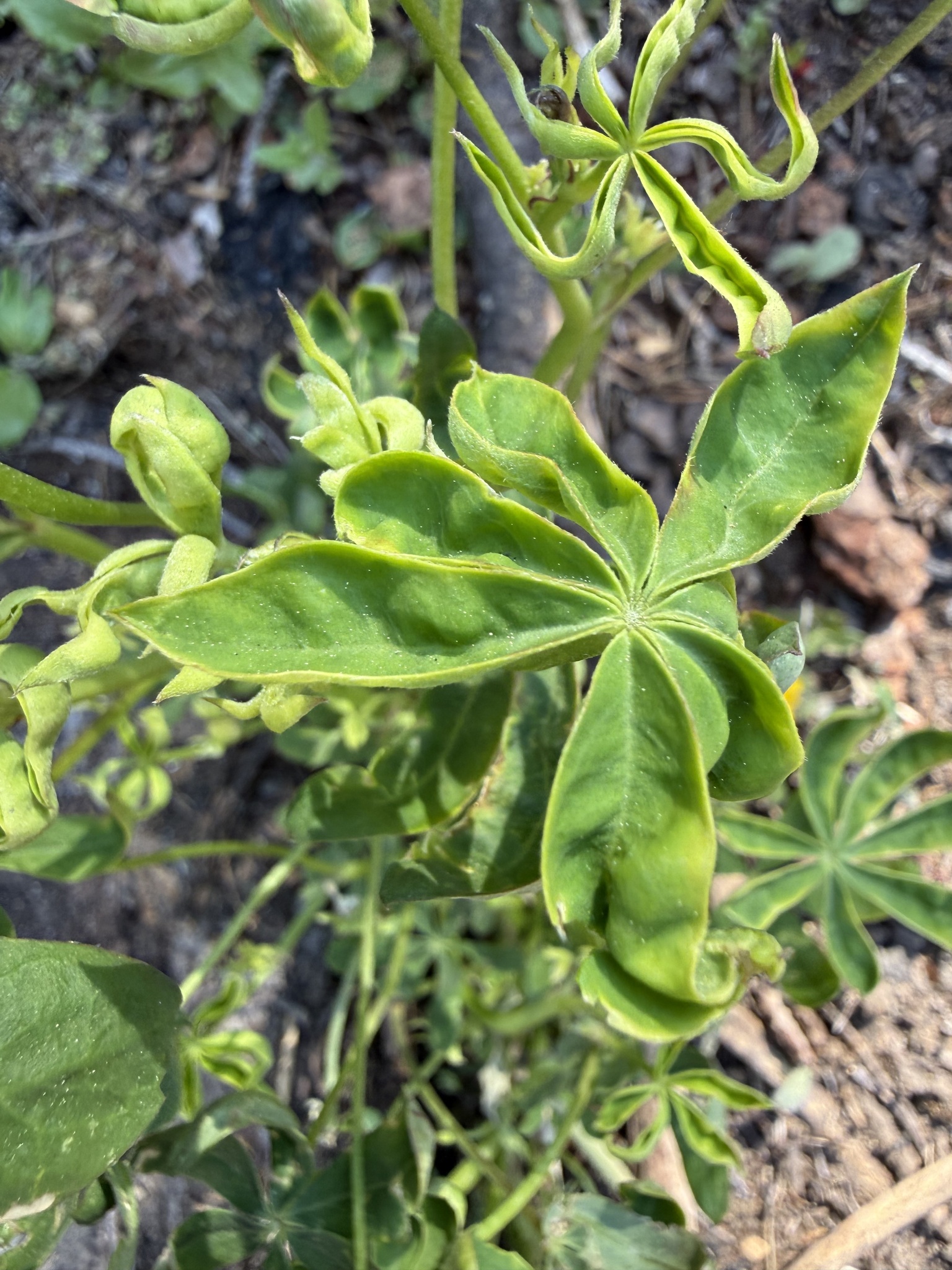 Gall image