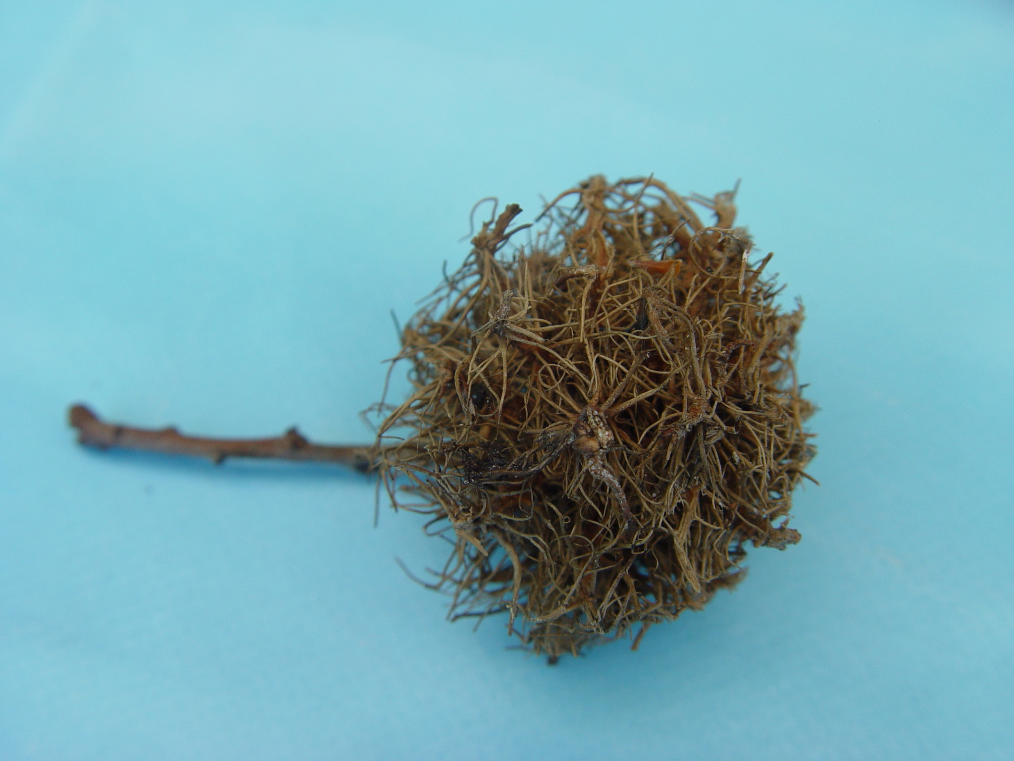 Gall image