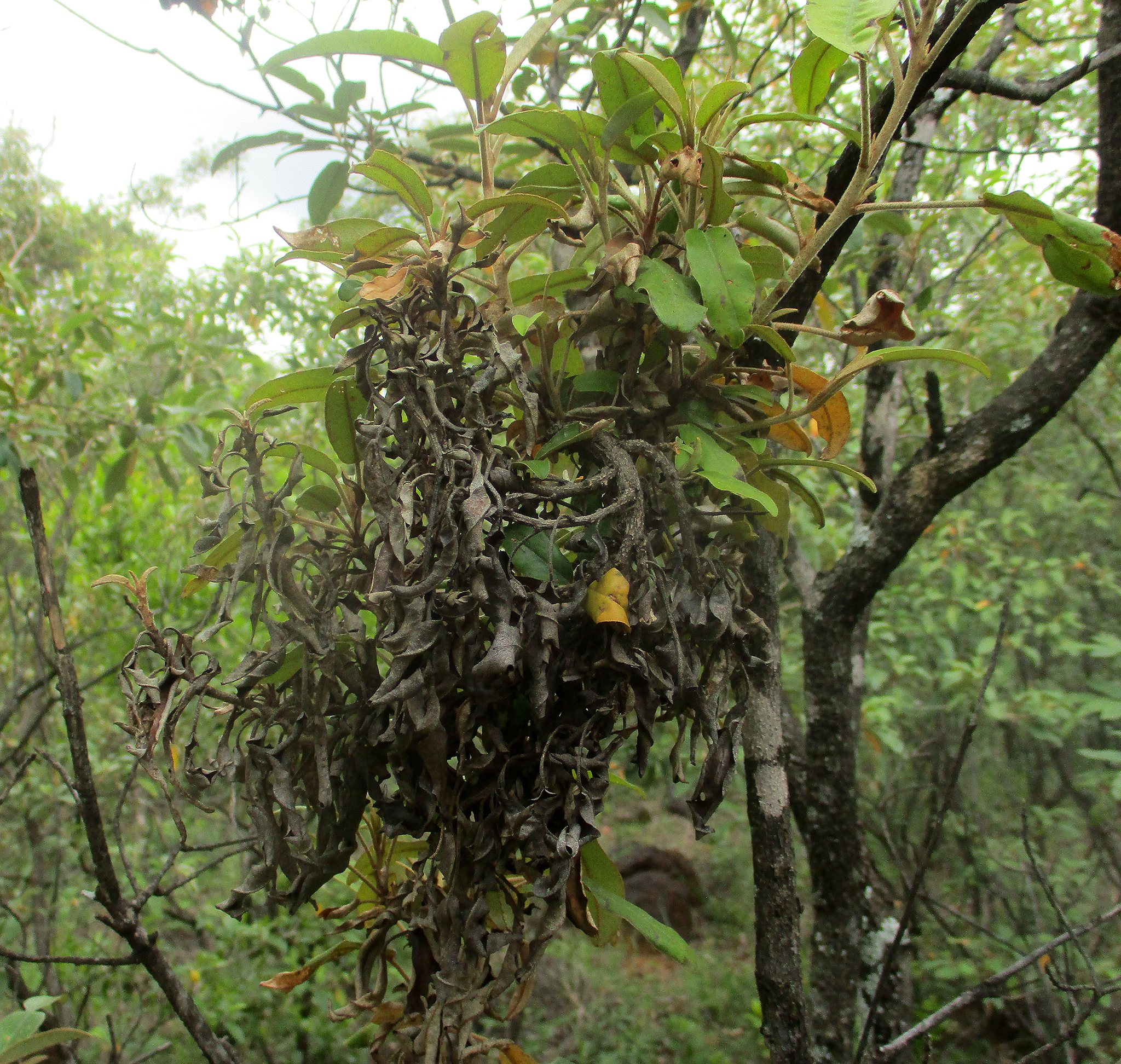 Gall image