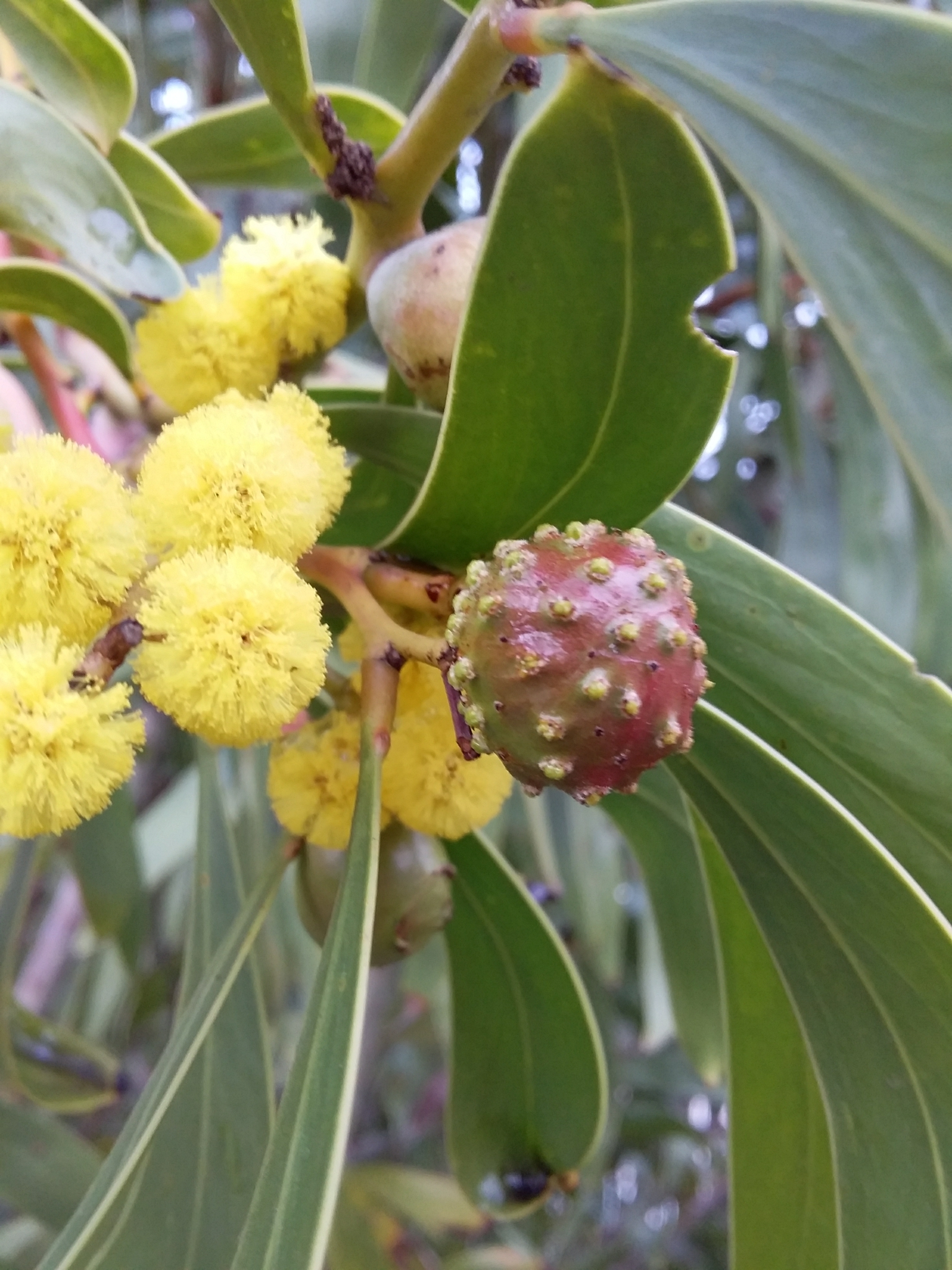 Gall image