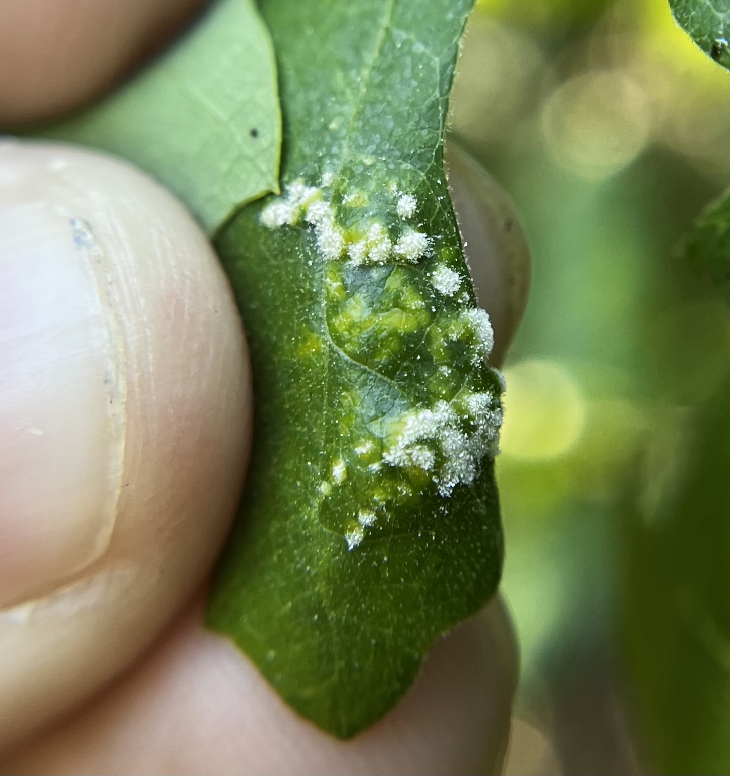 Gall image