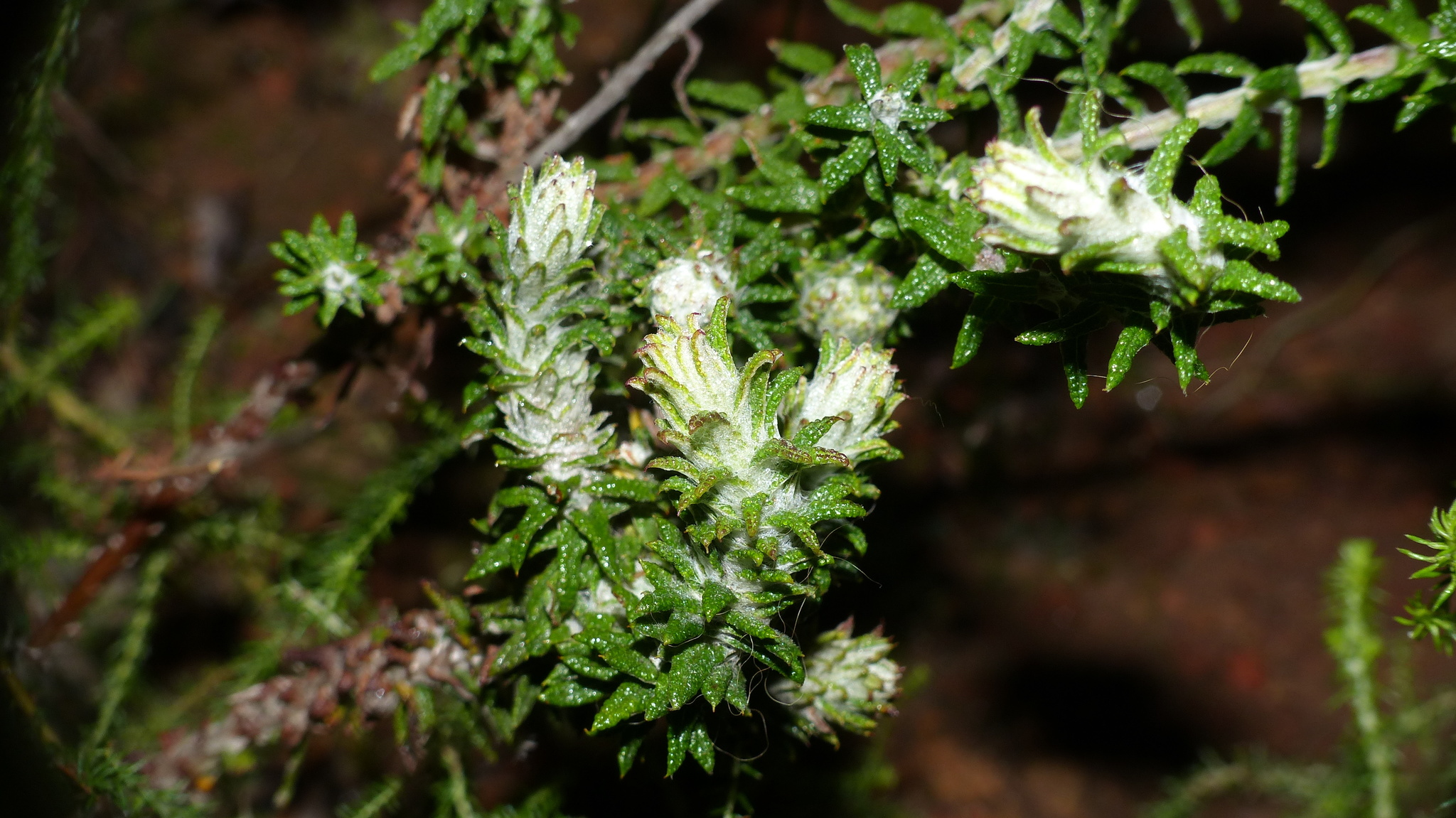 Gall image