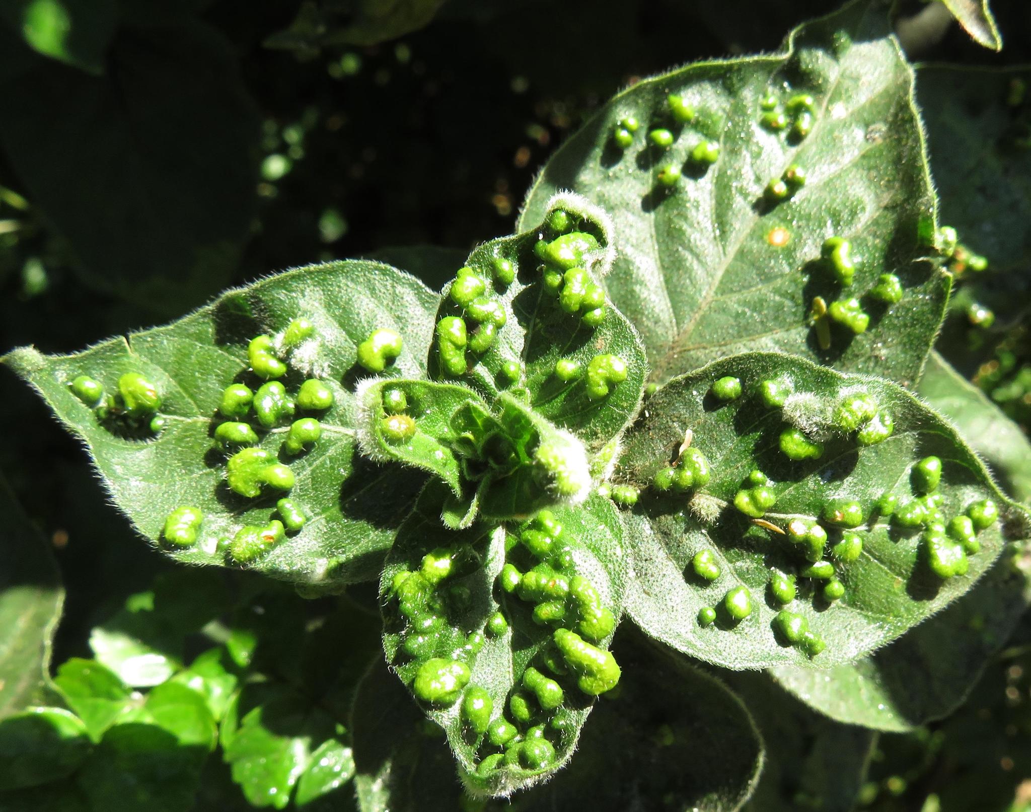 Gall image