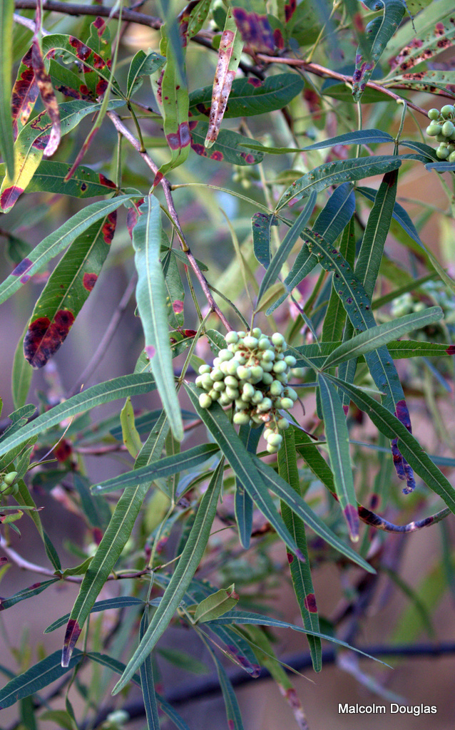 Gall image