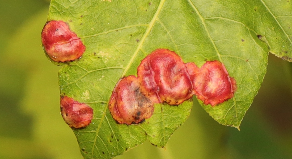 Gall image