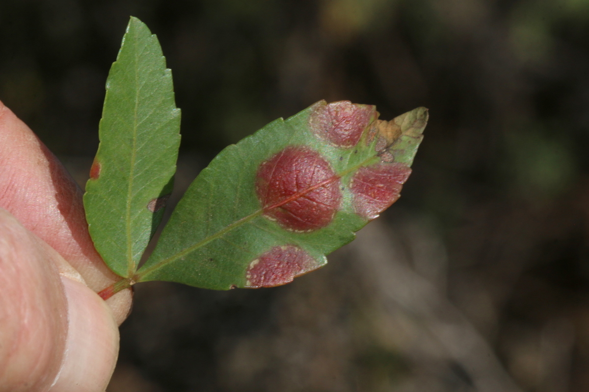 Gall image