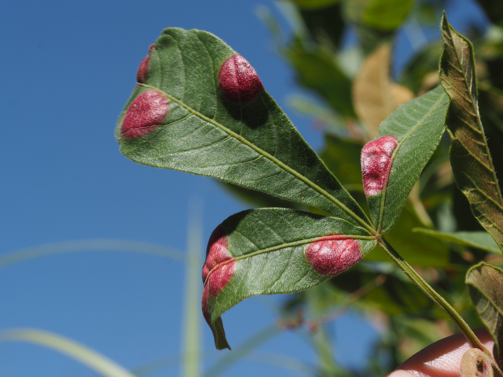Gall image