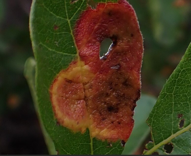 Gall image