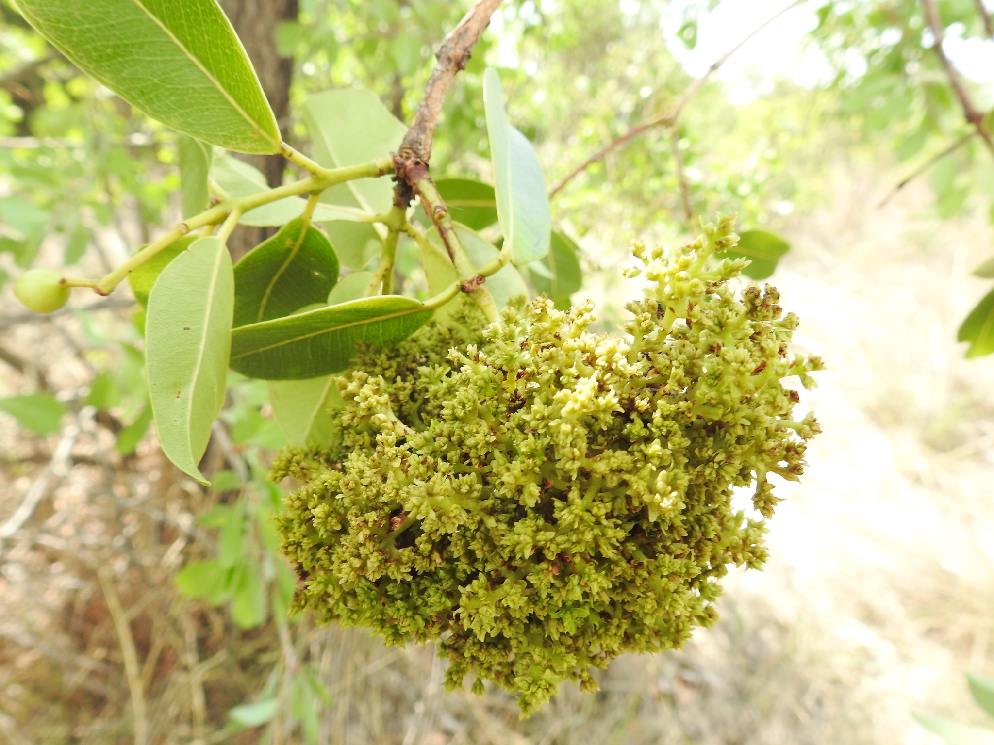 Gall image