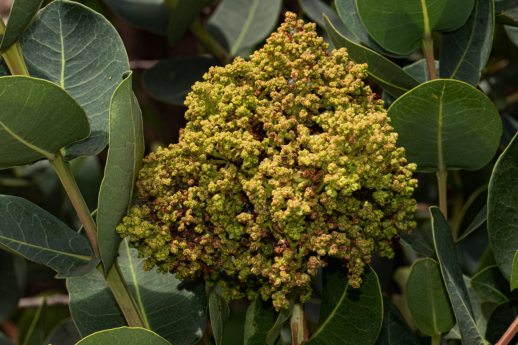 Gall image