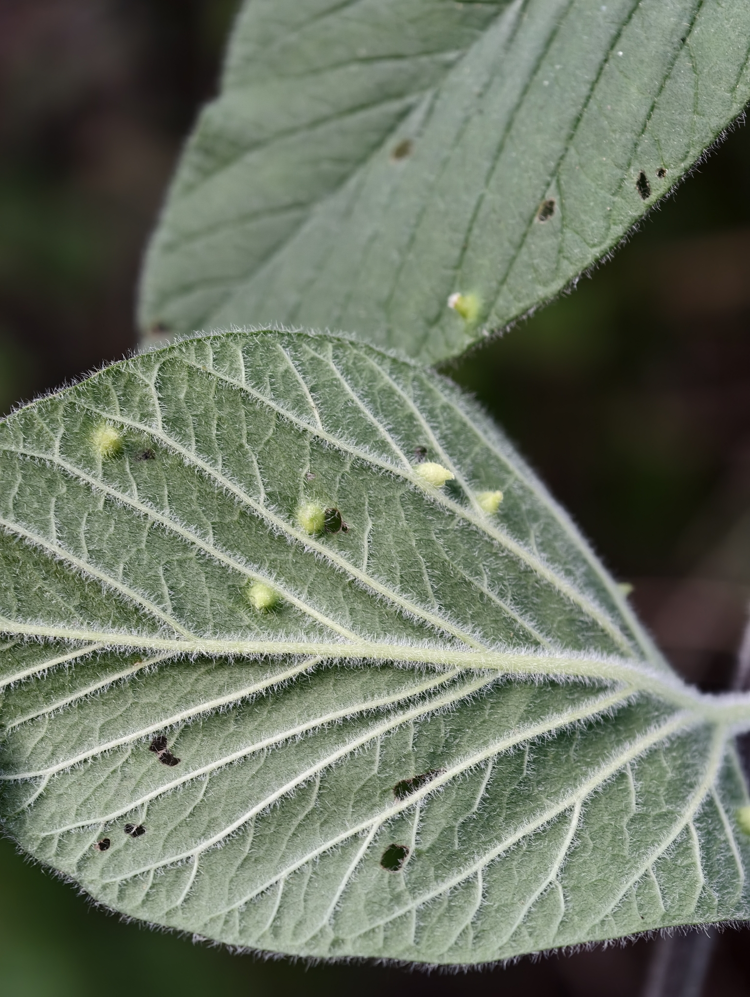 Gall image