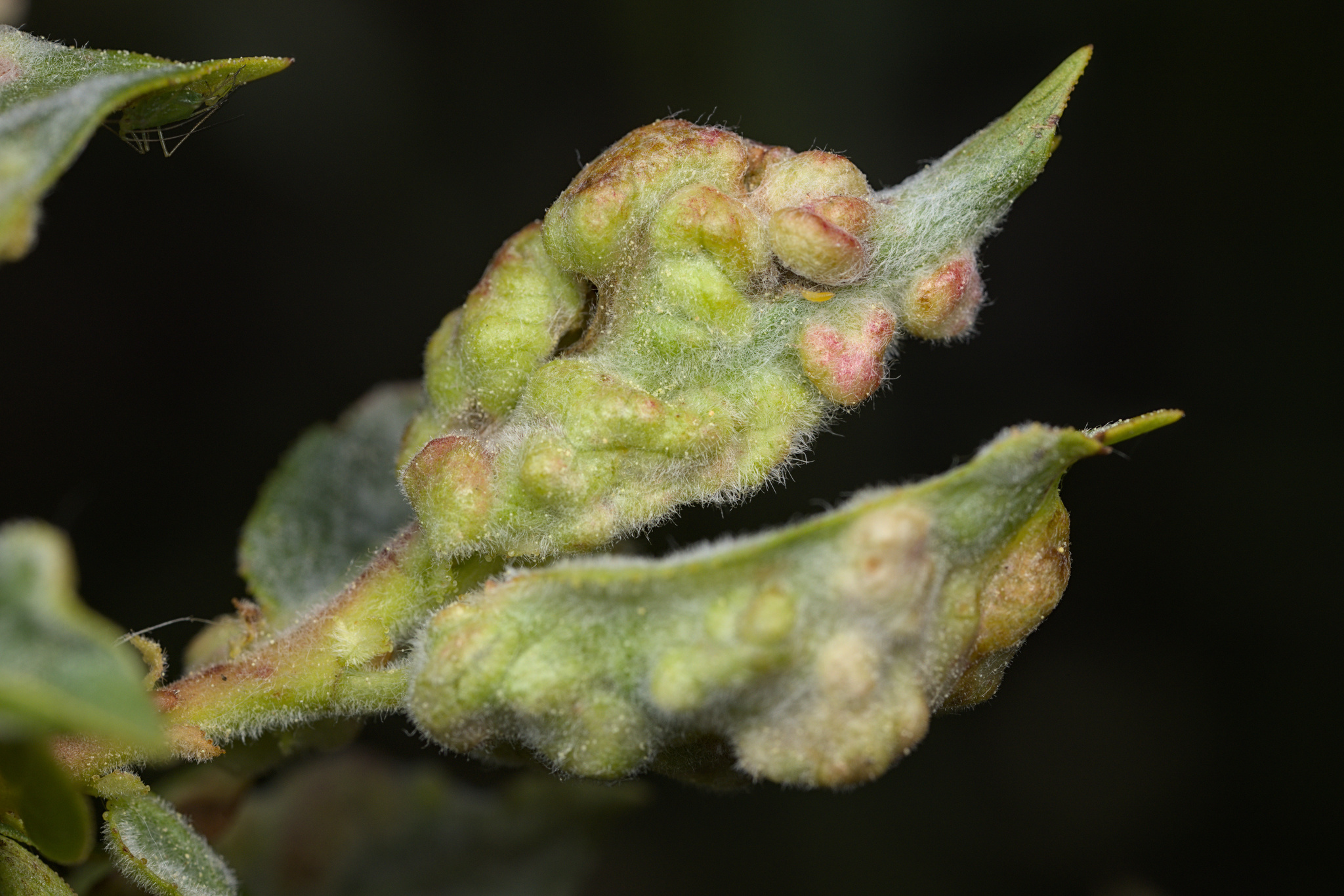 Gall image