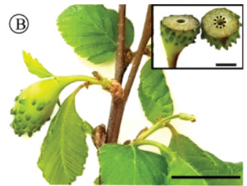Image from source
