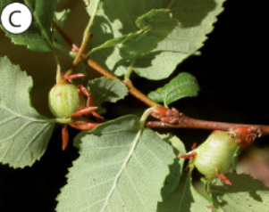 Gall image