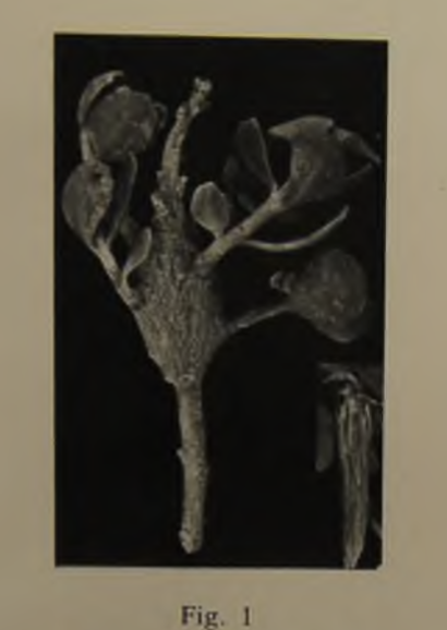 Image from source