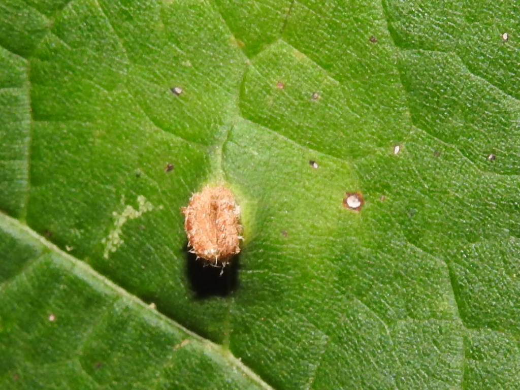 Gall image