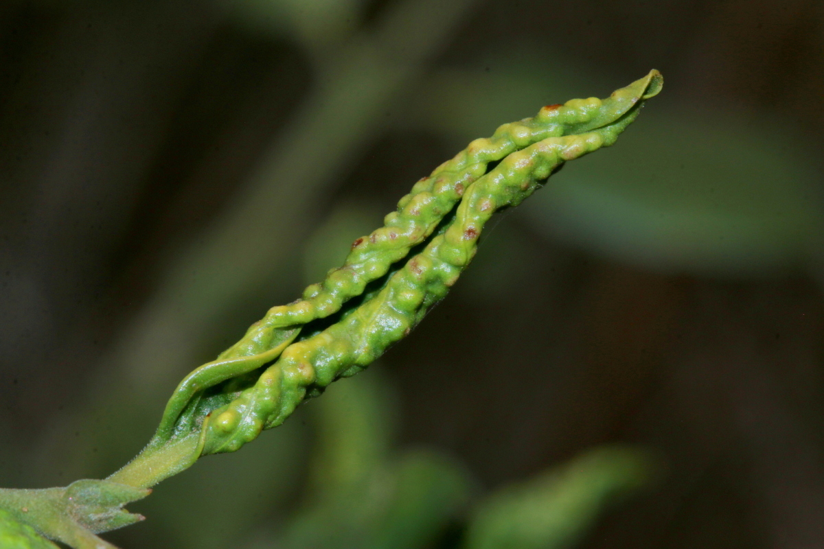 Gall image