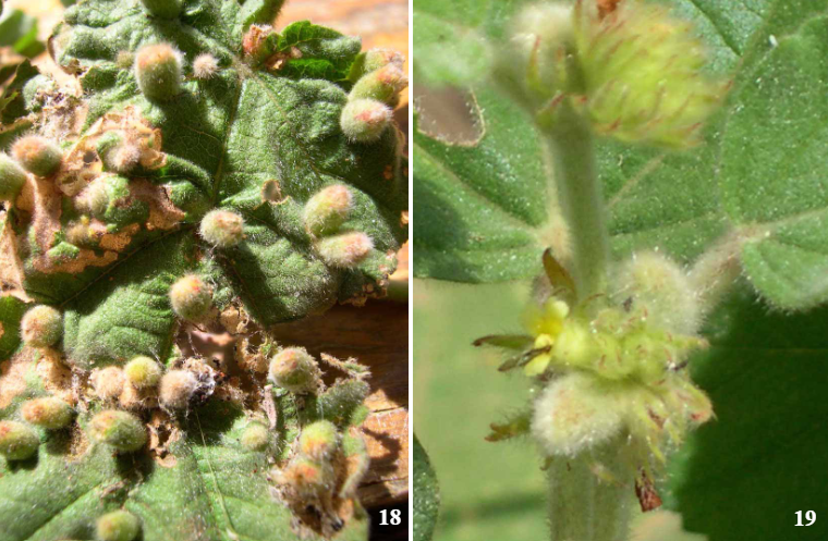 Gall image