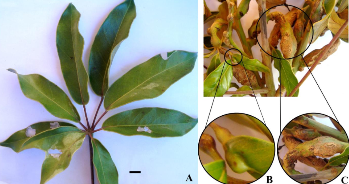 Gall image