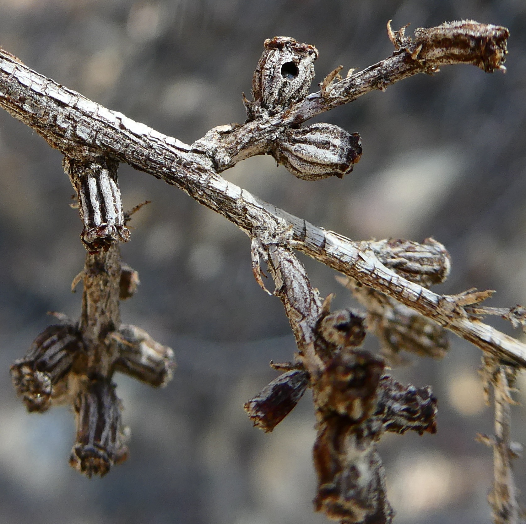 Gall image