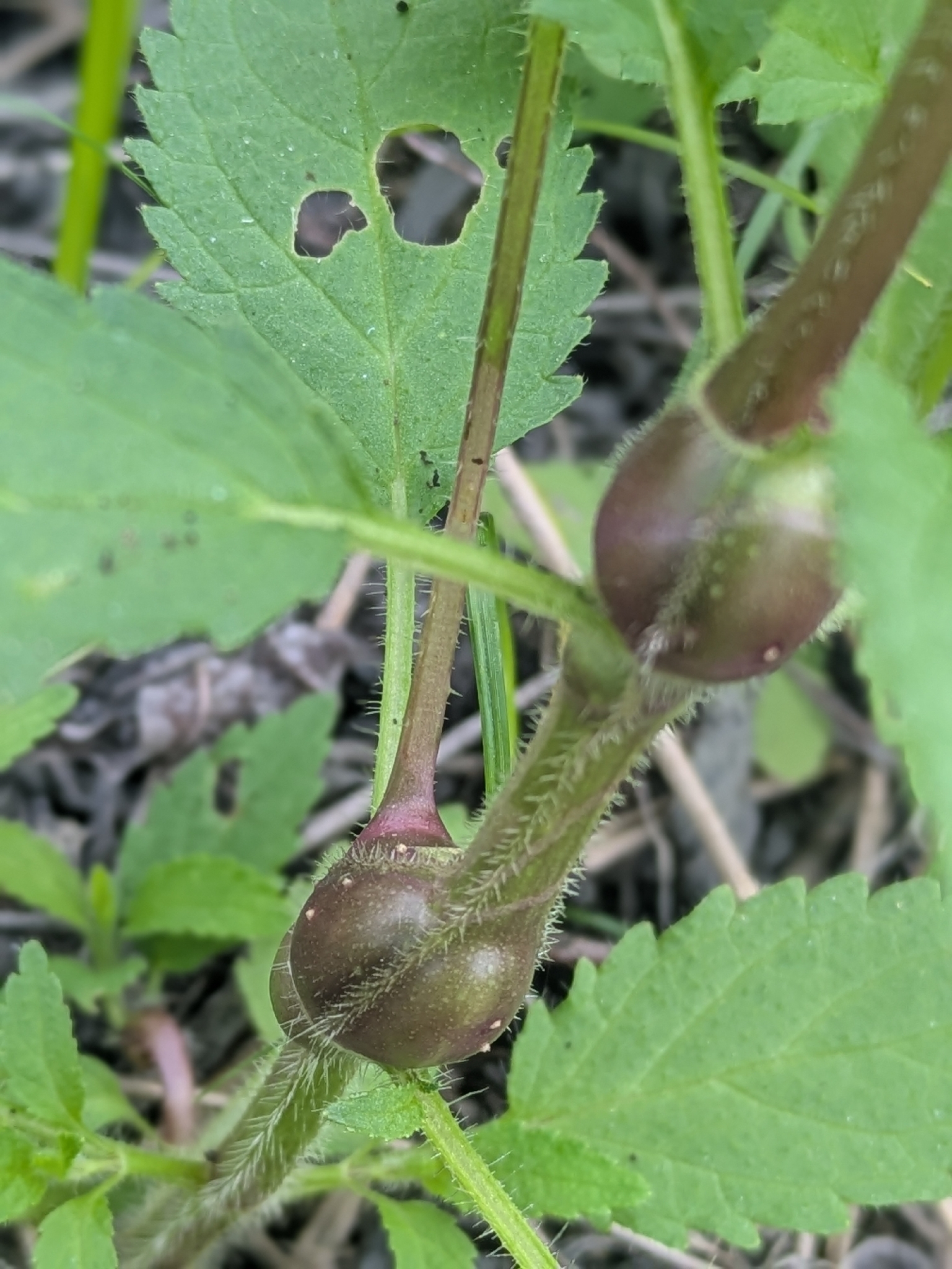 Gall image