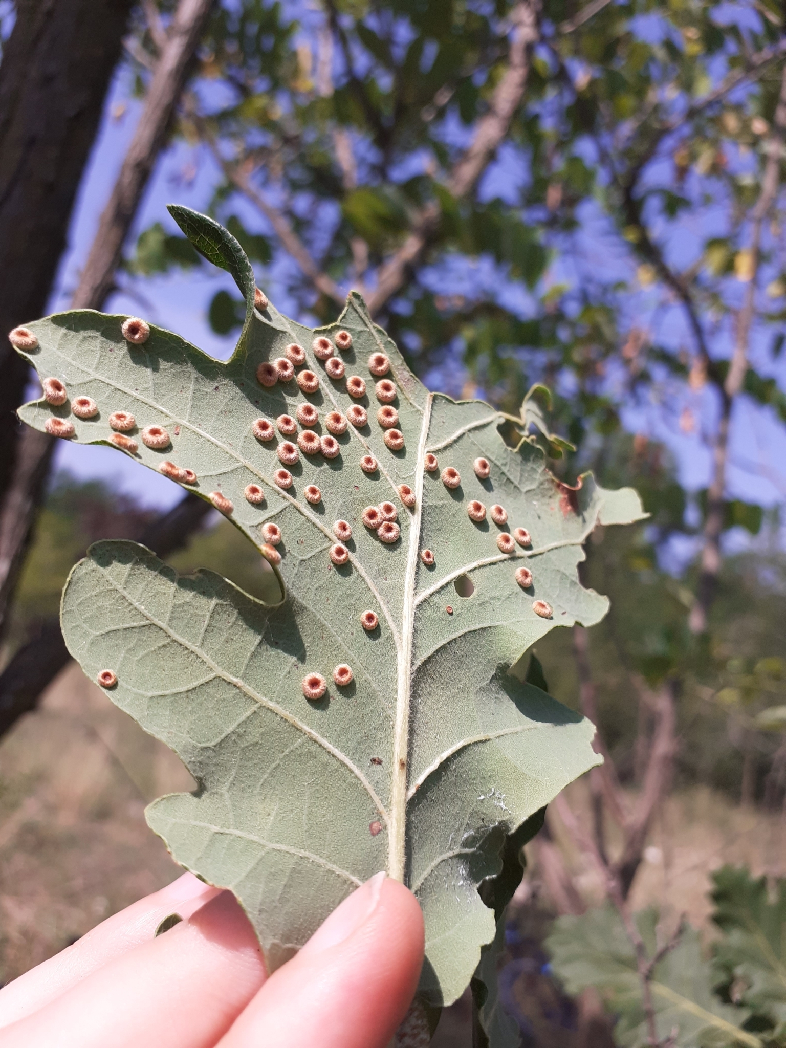 Gall image
