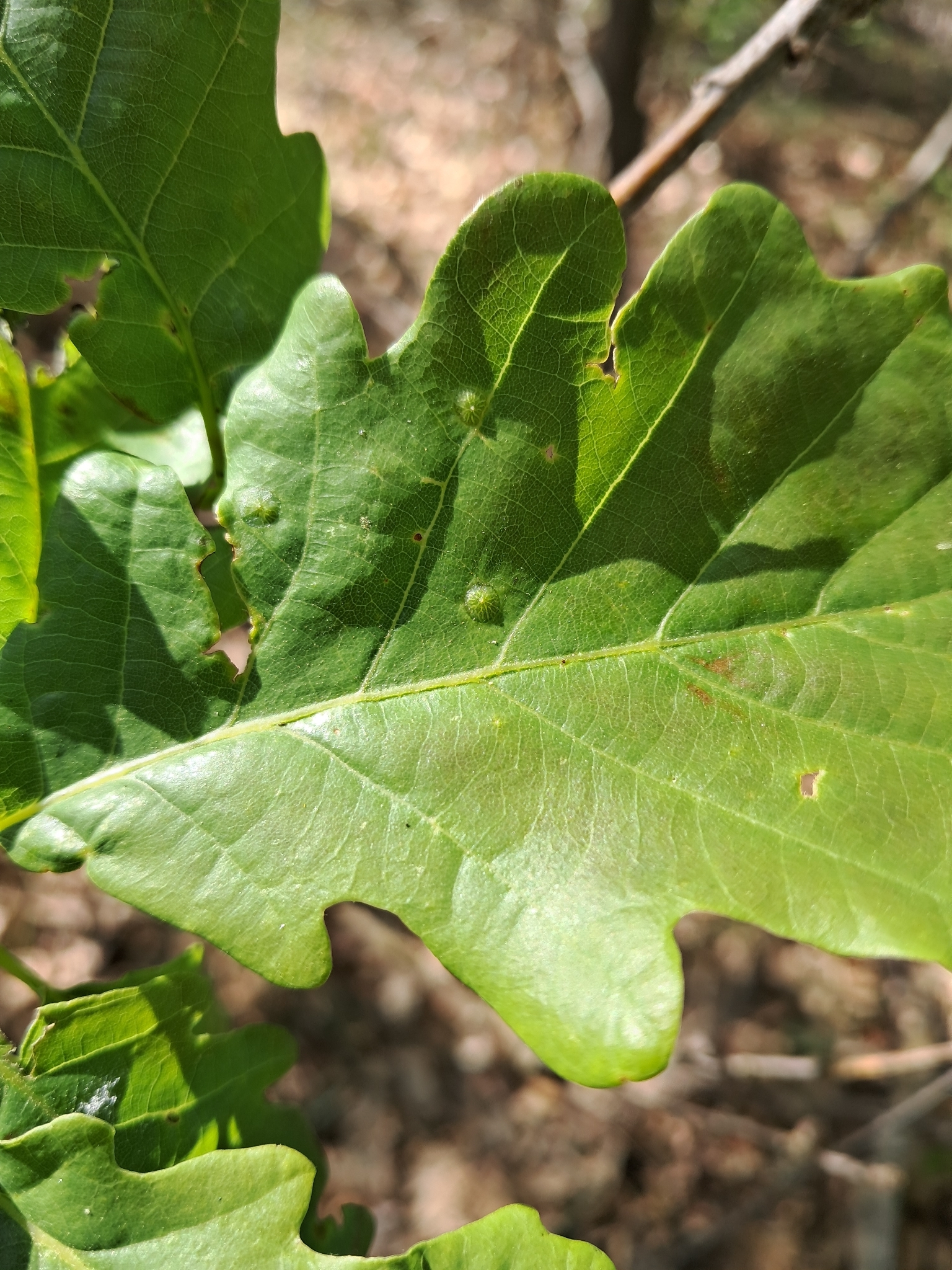 Gall image
