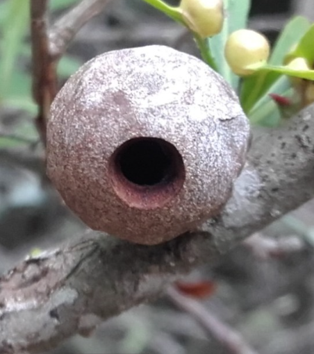 Gall image